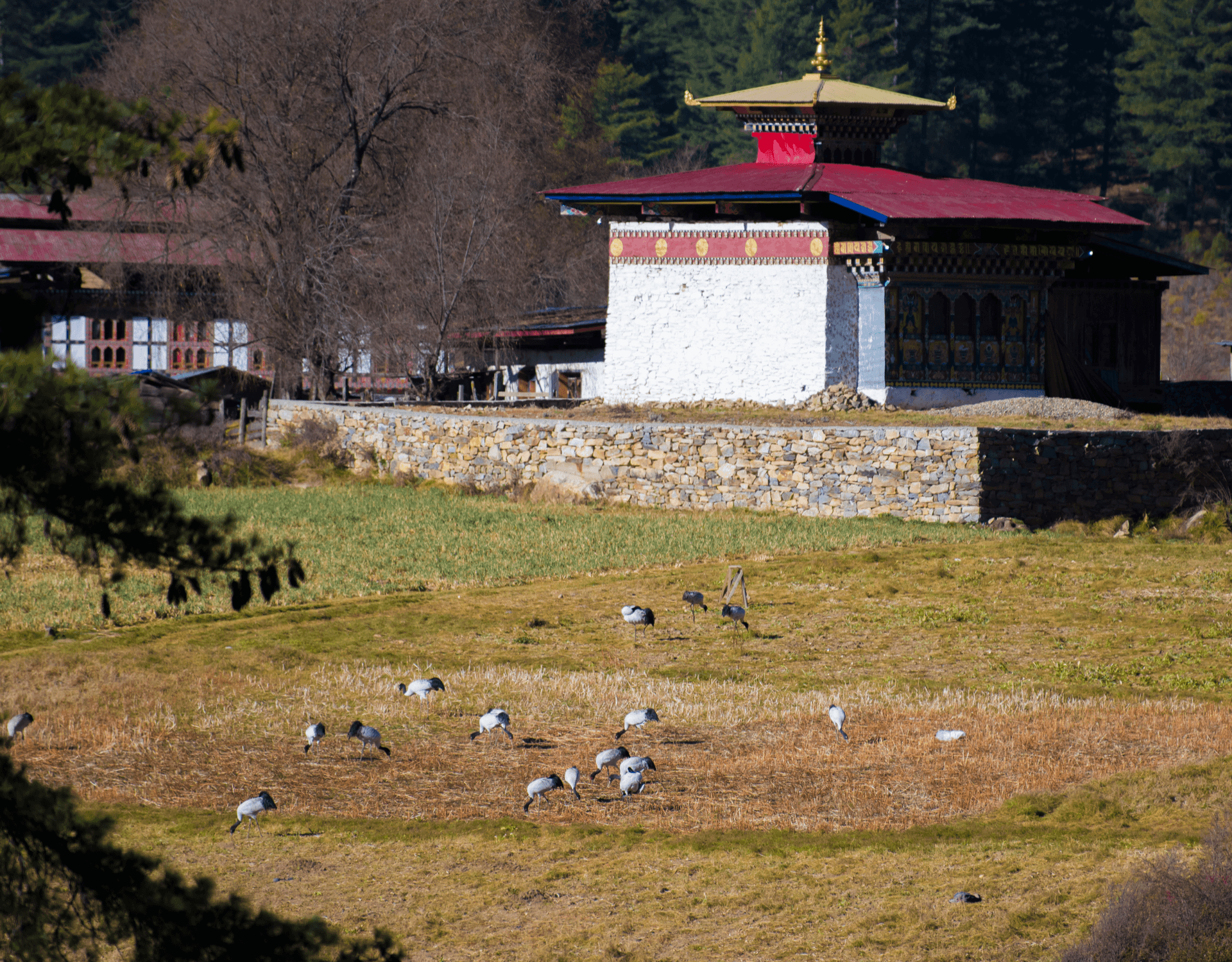Phobjikha